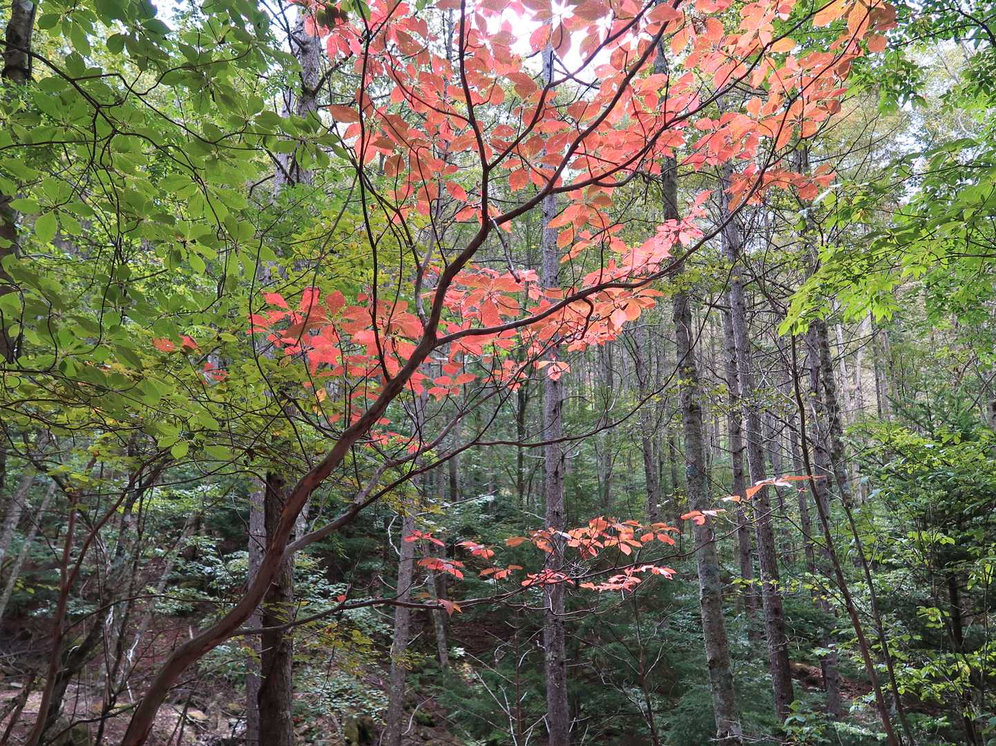 こいつだけ紅葉株。