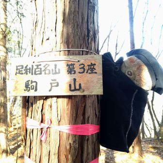 駒戸山ฅ(＾・▽・＾)ฅﾆｬｰ
木に張り付く…とらたろ
(*•̀ᴗ•́*)و ̑̑