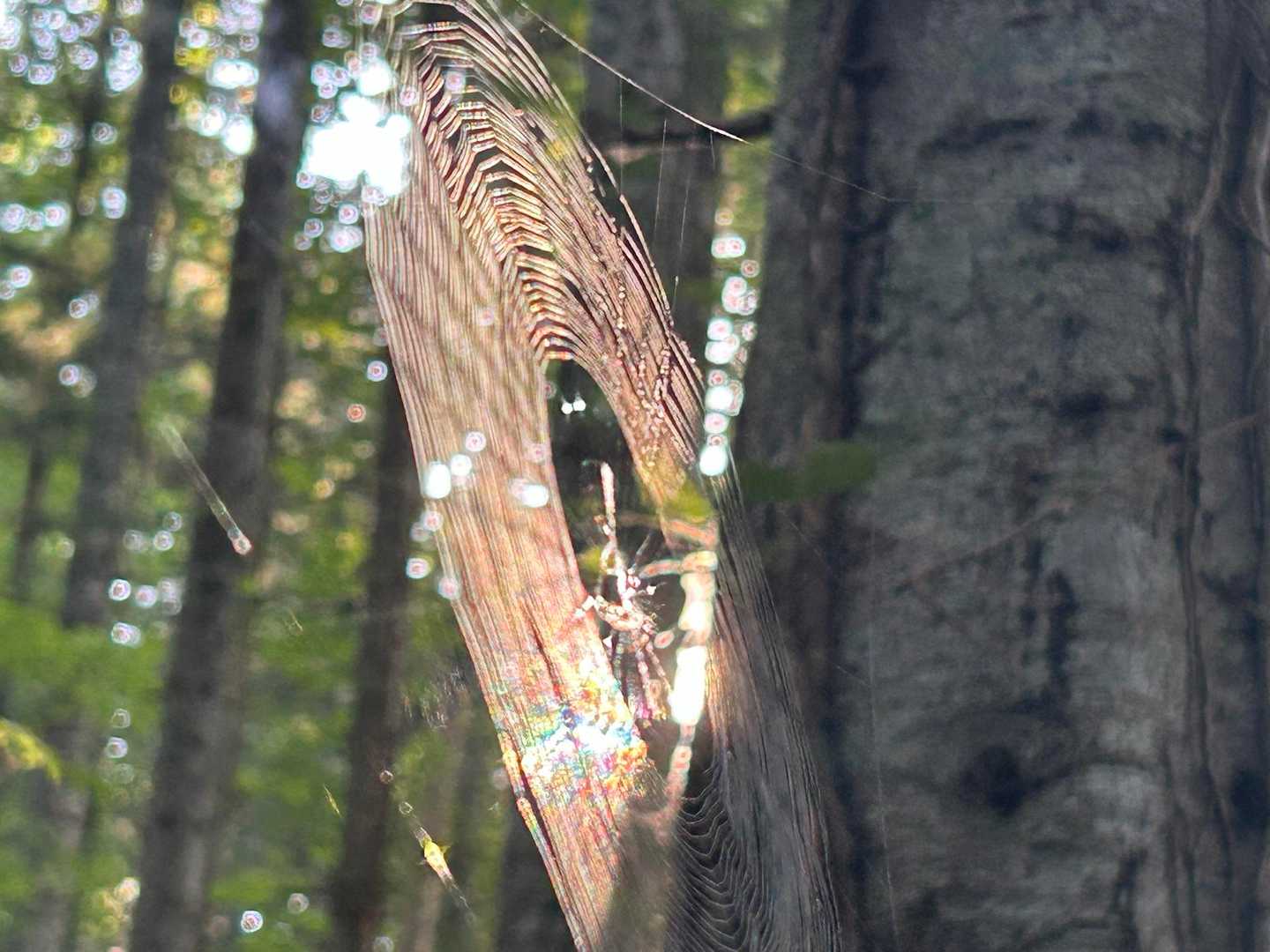 森の自然美

でも蜘蛛も虫も苦手…