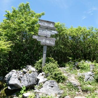 天狗の森山頂1485ｍ
三等三角点栂山
ここで正午になりました