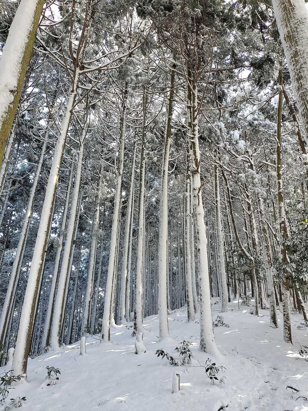 1ヶ月前の豪雪に比べれば、楽勝！