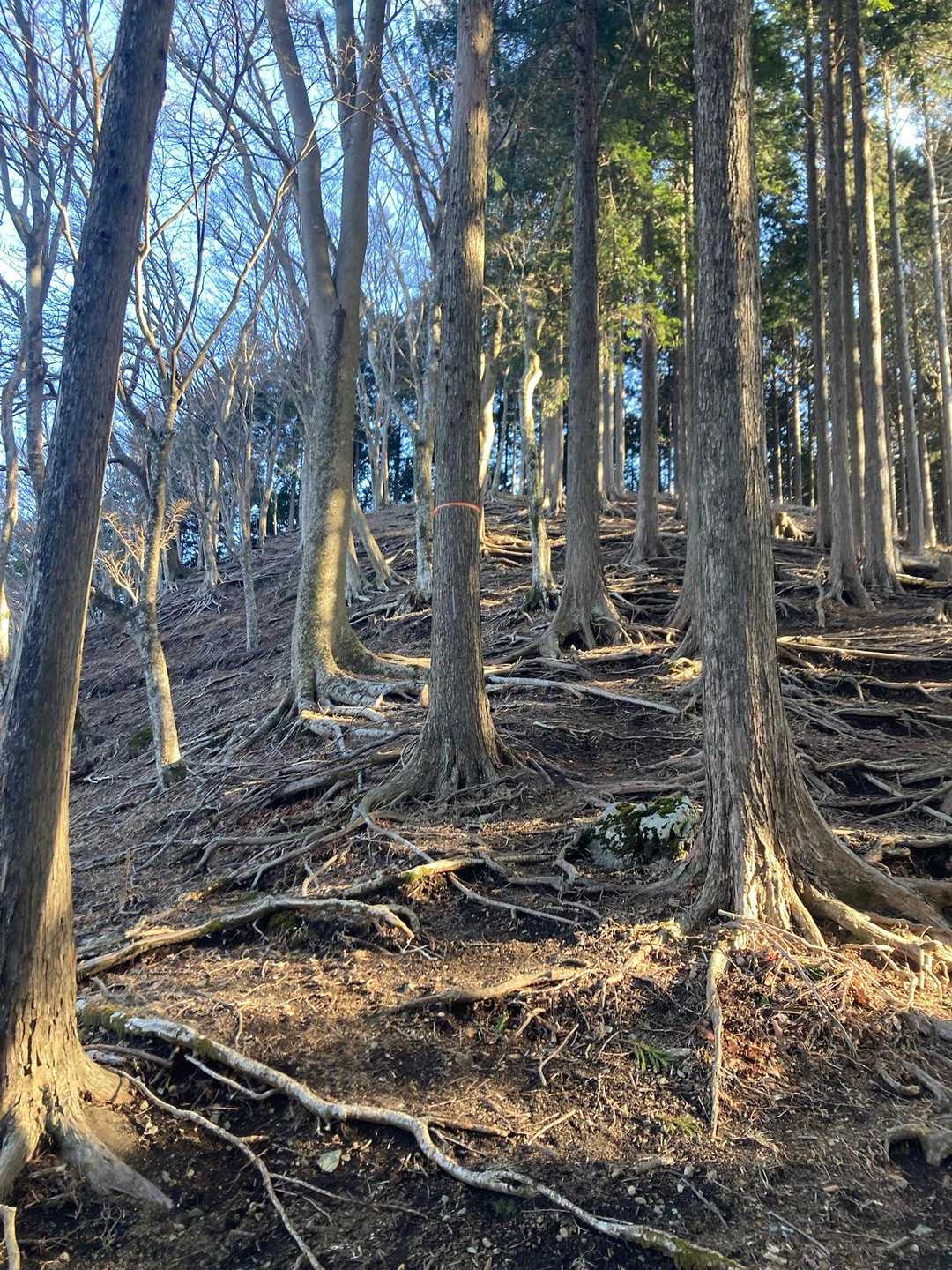 根っこ道 ~😍
