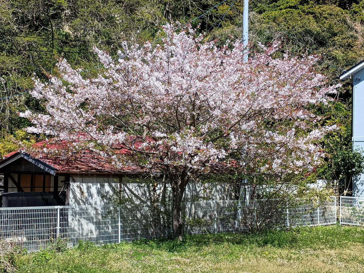 顧みる人もいないのに律儀に咲くことよ
