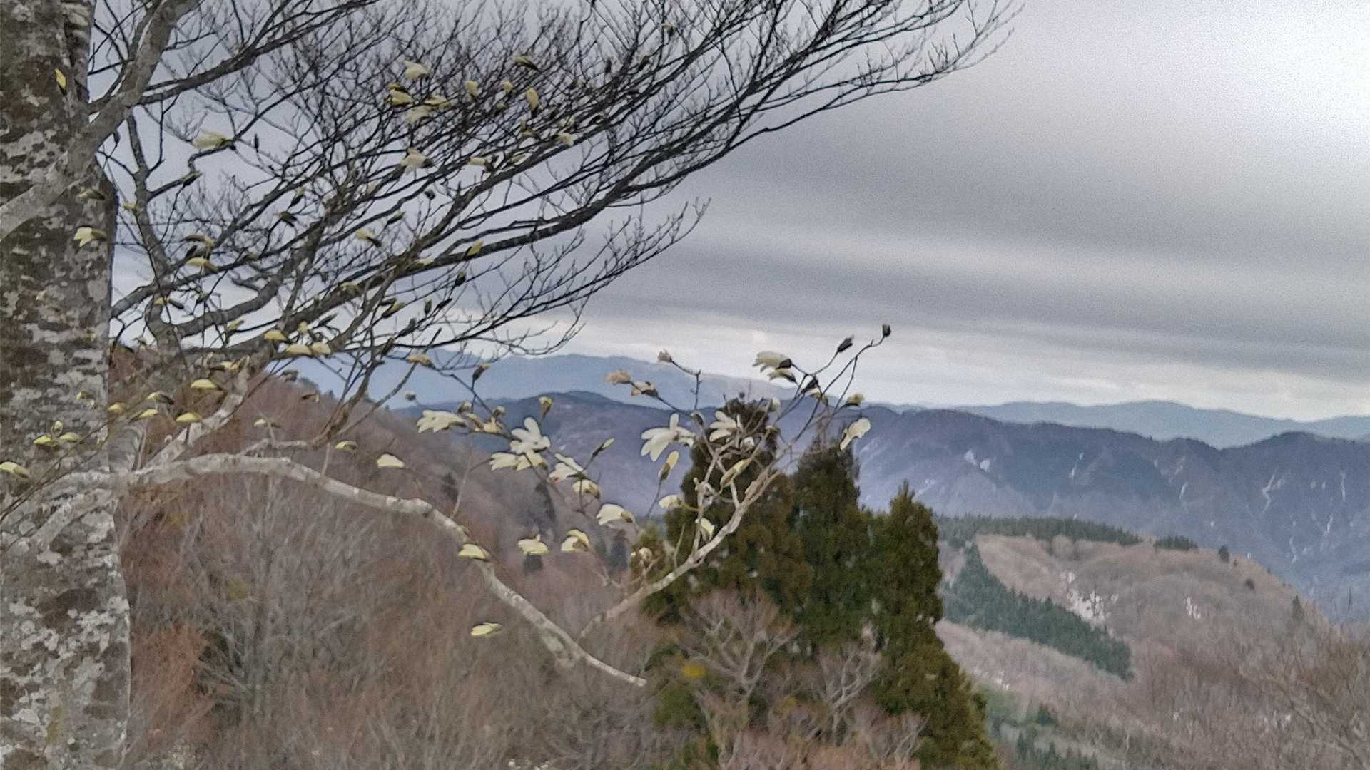 朝はつぼみだったが咲いていた