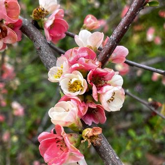 とても優しい色のボケ
もっともっと良い名前つけてあげたい