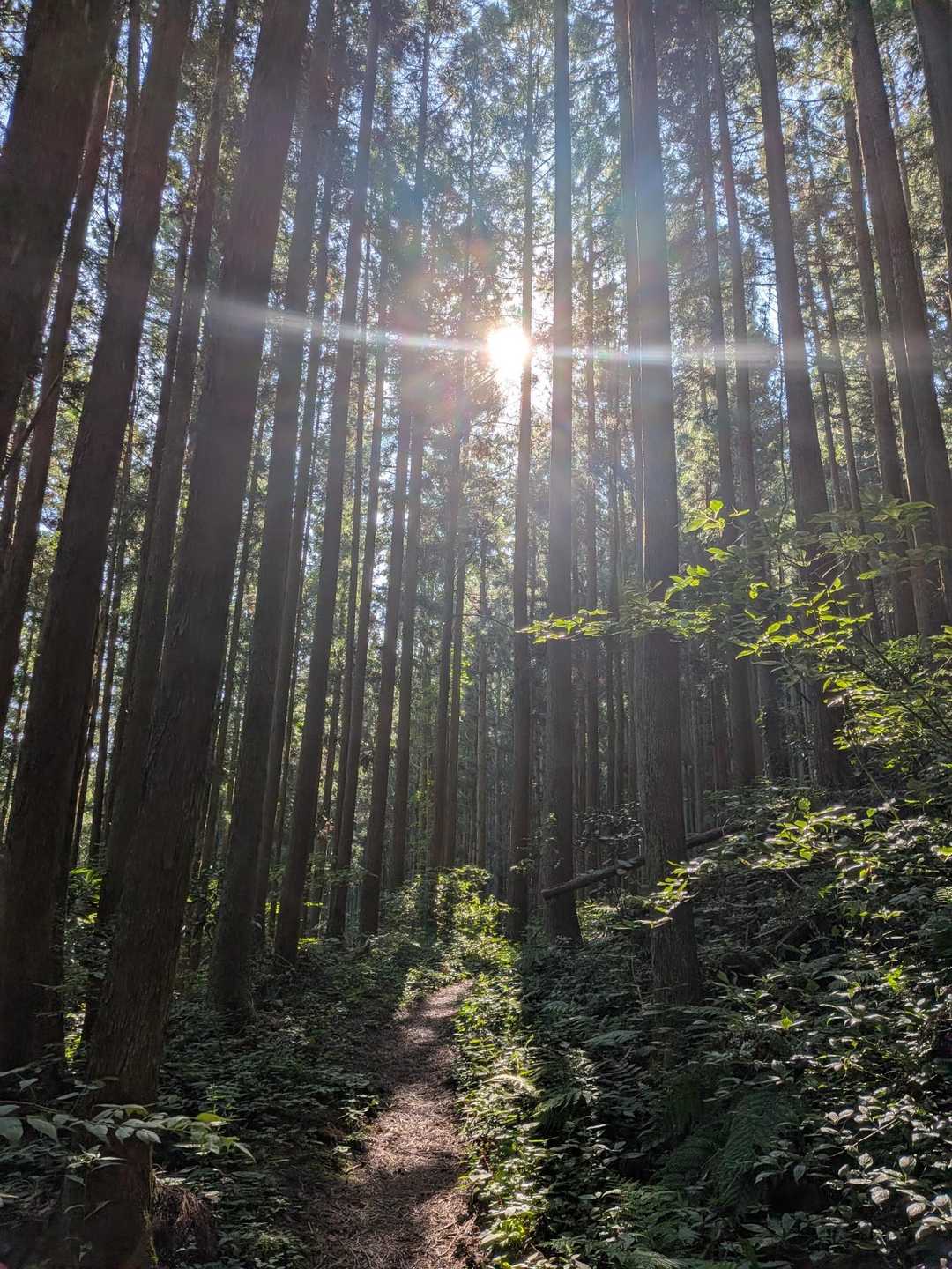 🌅