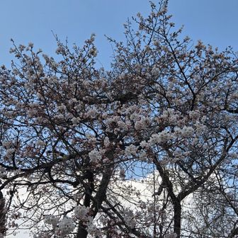 麓では桜が綺麗に