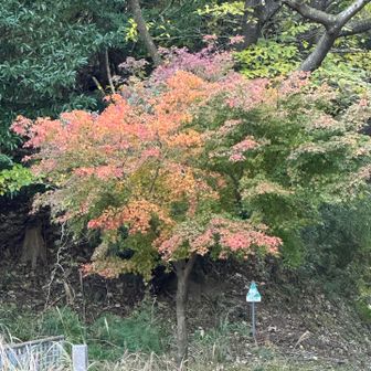 宝くじで桜も植栽された一角らしい…🎶