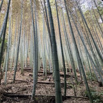 竹林なのは京都、特にこの長岡市あたりですね