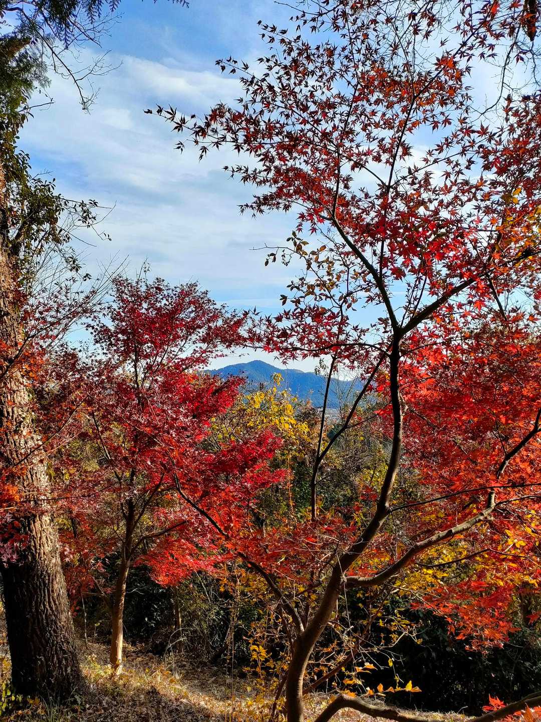 モミジの向こうに津久井城山が見えます。