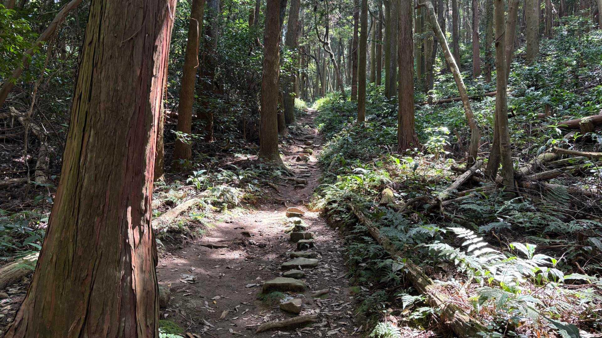 ゆる〜く気持ちの良い登山道🙆