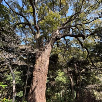 松やクスノキの巨木がたくさん生きてる

道標には　不思議な言葉が、、、

お林遊歩道　とか　魚つき保安林　とか
