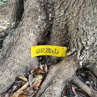 道なき道を行った先のピーク