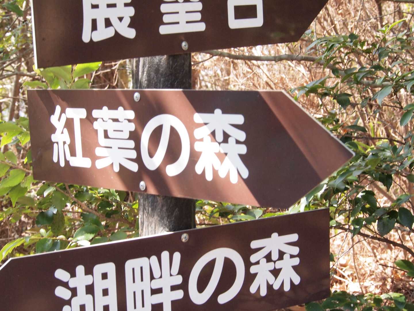 湖畔の森に向かいます