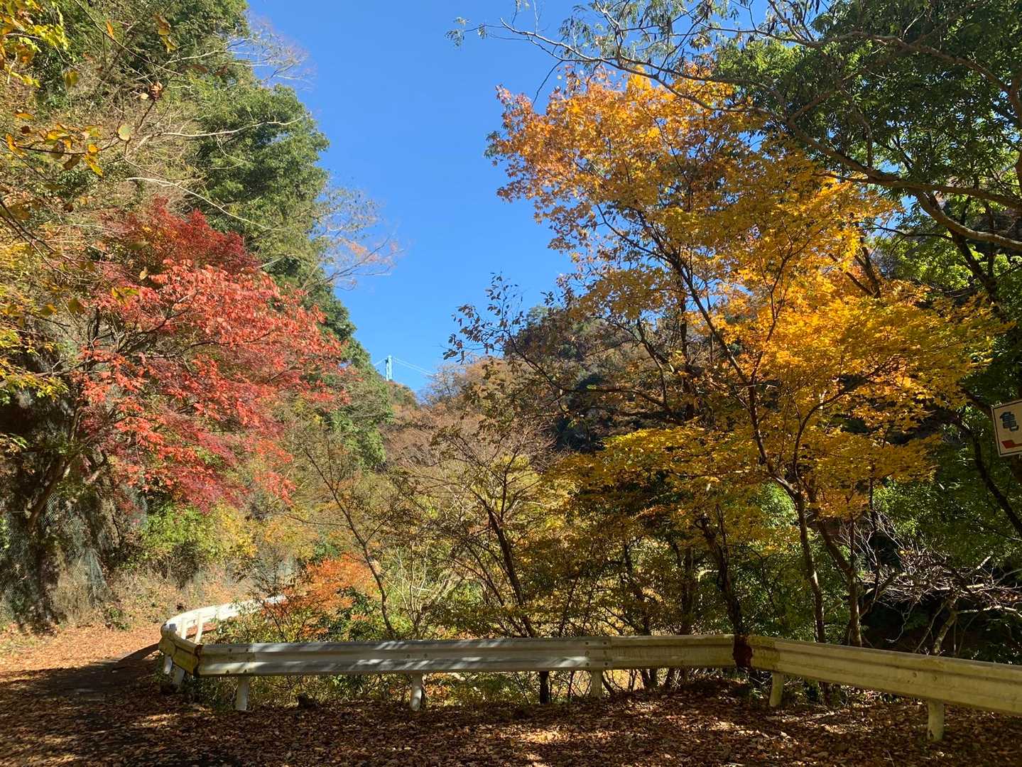 綺麗🍁🍁