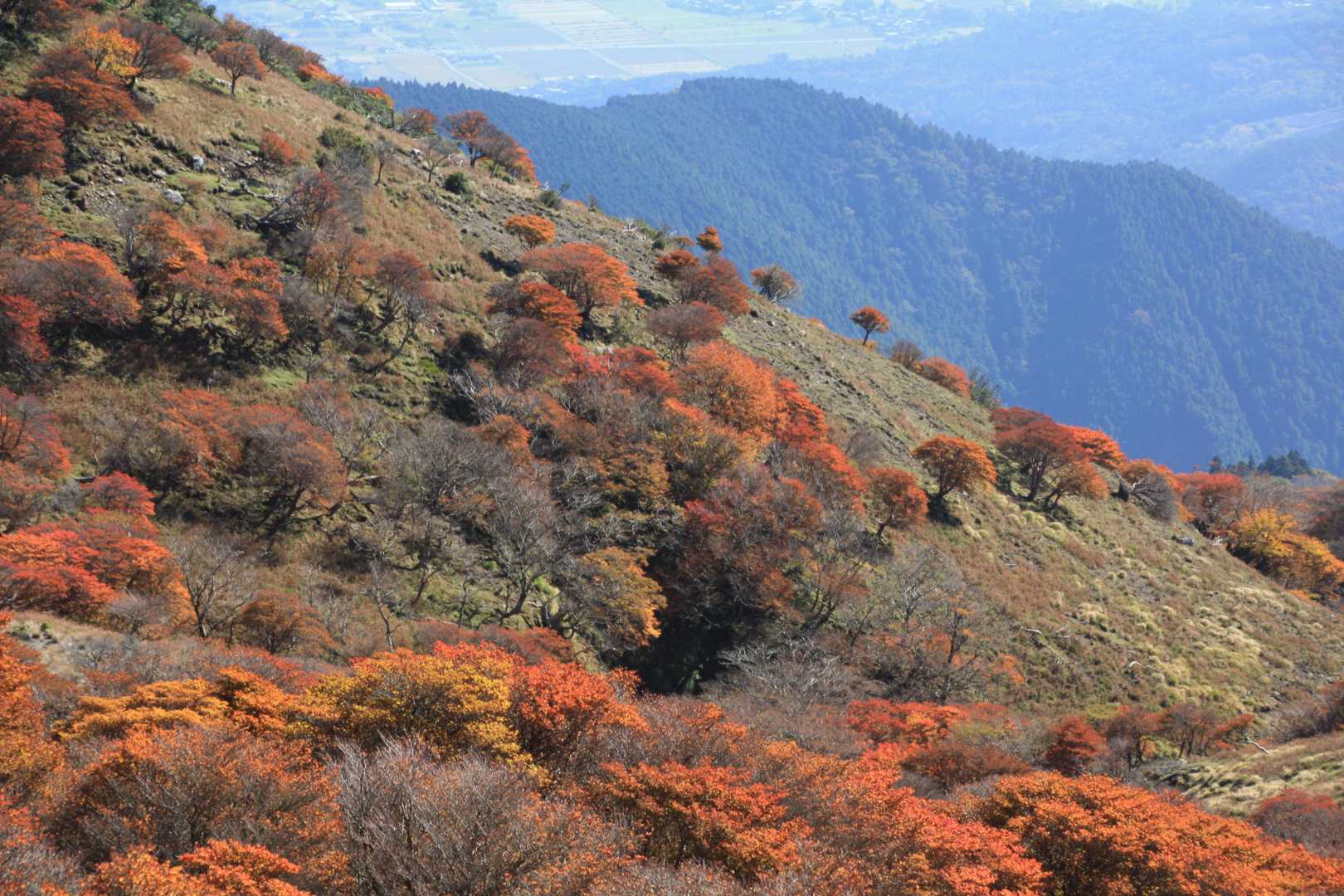 竜ヶ岳 宇賀渓から遠足尾根〜金山尾根周回の写真