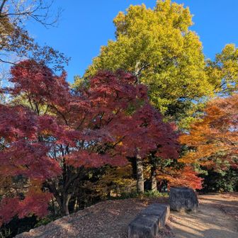 こっちの展望台は紅葉が綺麗。