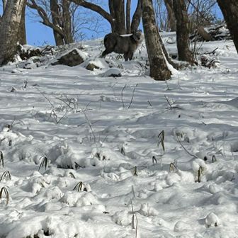 何か動いたと思ったら…
カモシカさん💖