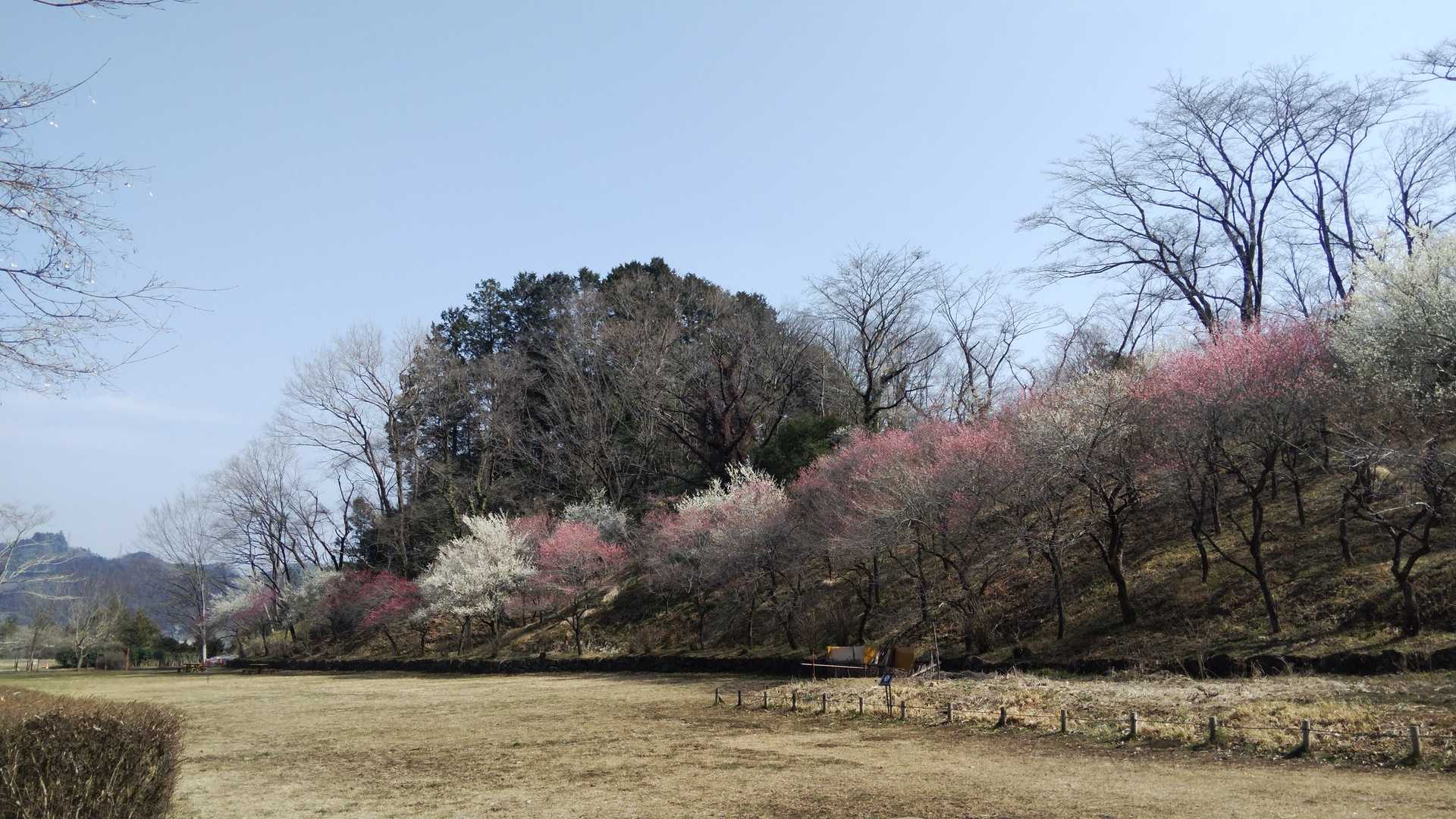 広場には梅🌸