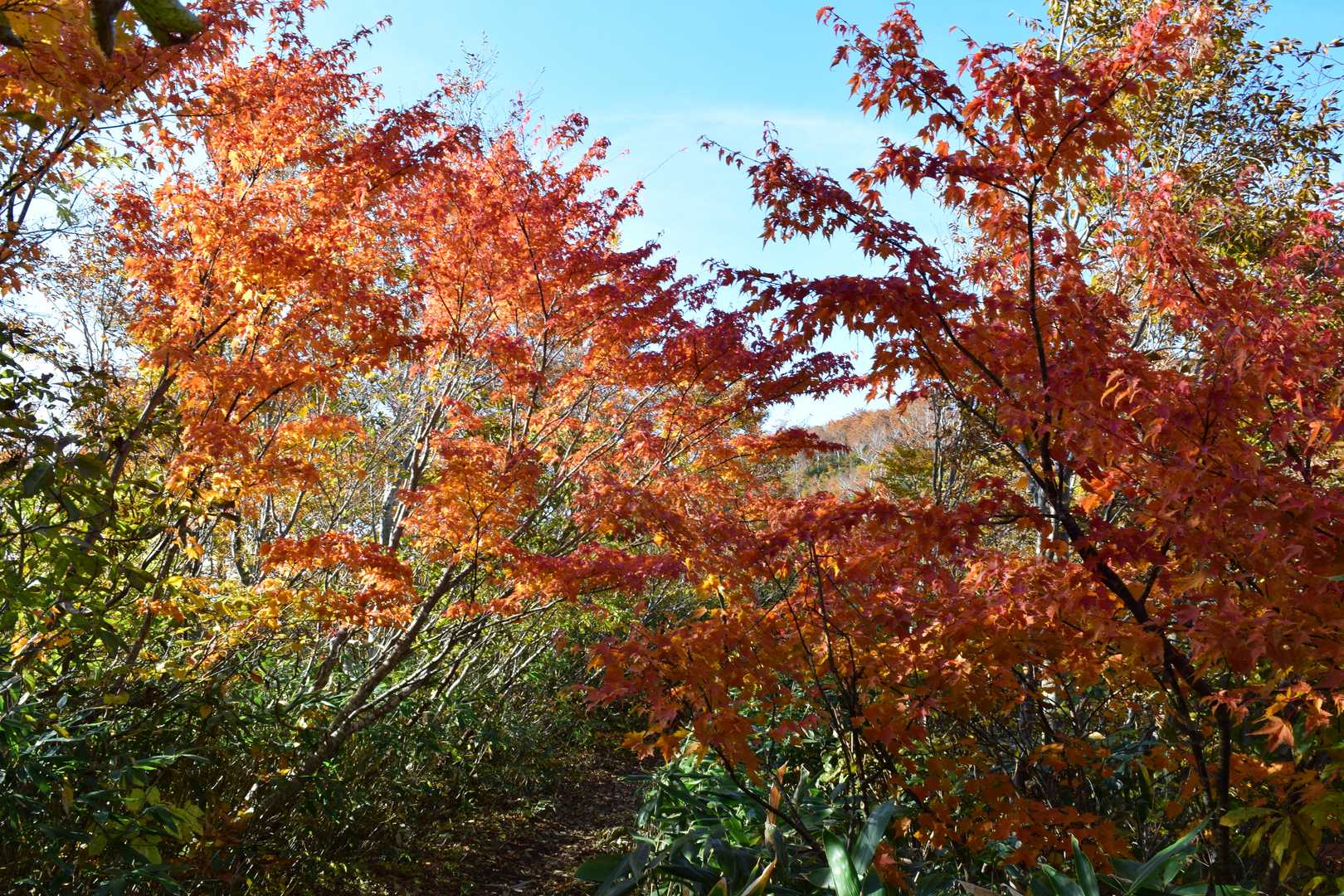 帰りも紅葉を堪能です😁
