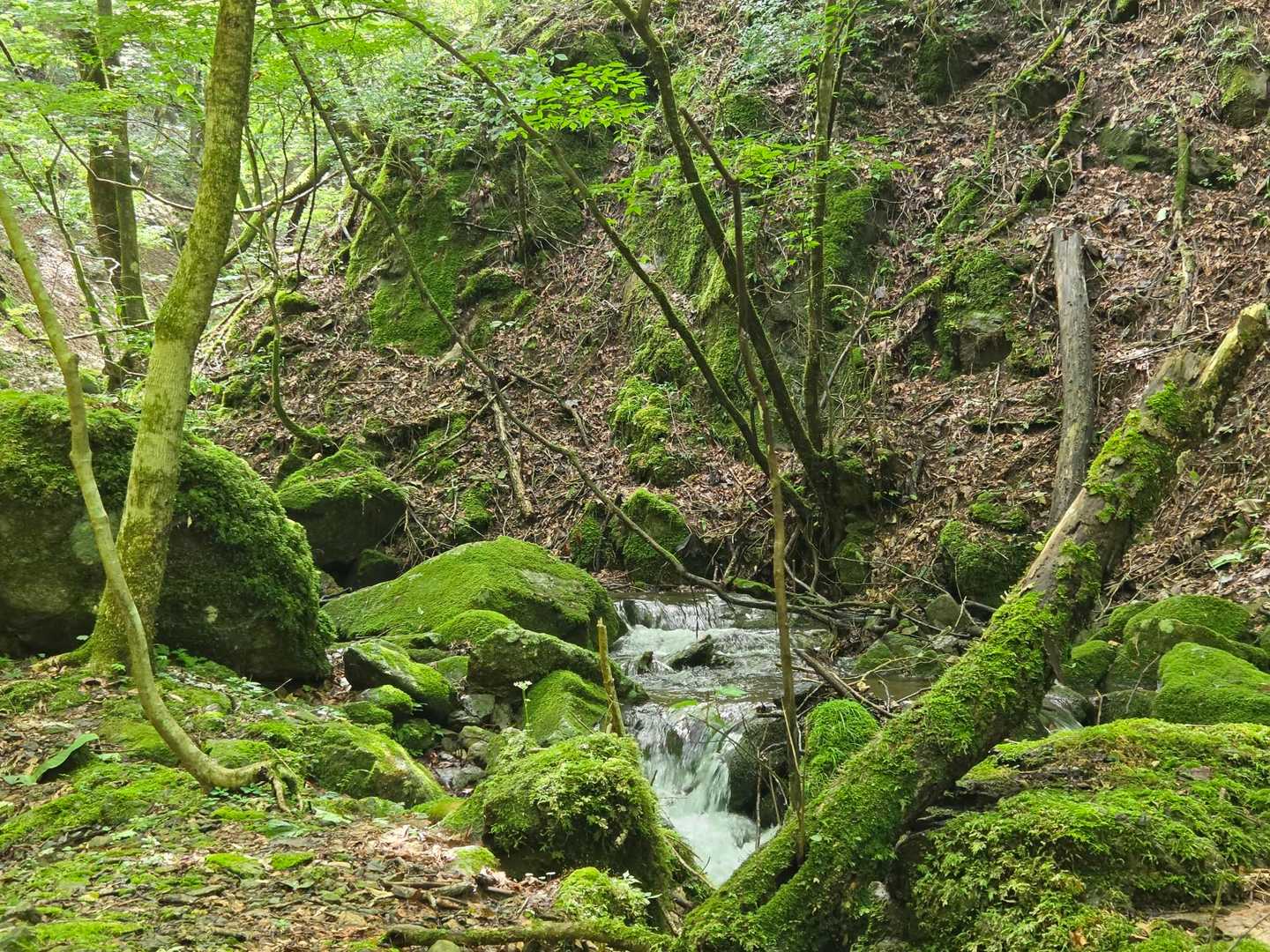 大都会・東京の山中に深く刻まれた、ダイナミックな“岩石”の谷の写真
