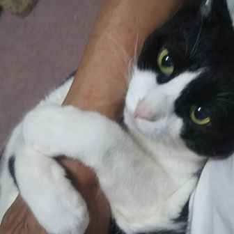 きのこ猫🍄‍🟫