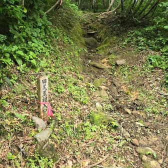 黙々と田尻尾根を下りました🚶