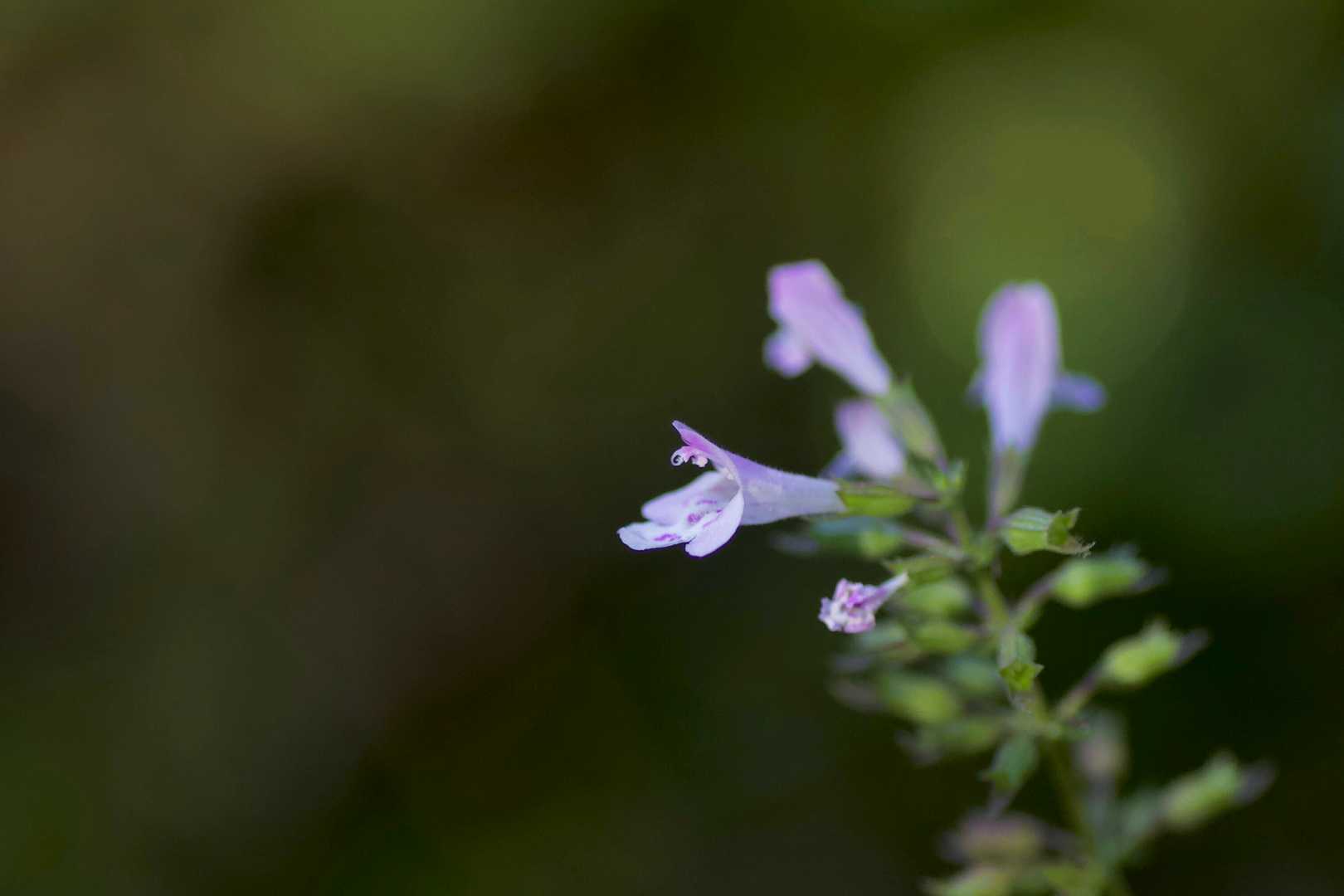 花が一株