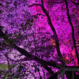 🌸のライトアップが綺麗