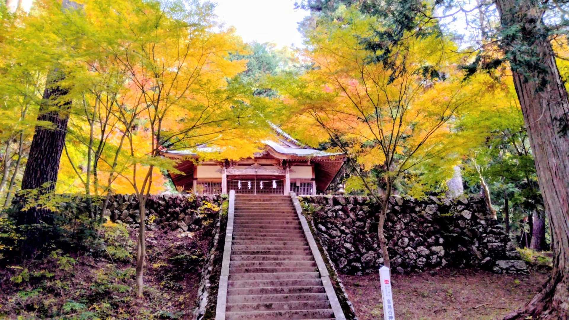黄葉に囲まれた高烏谷神社