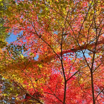 綺麗でしょー😍