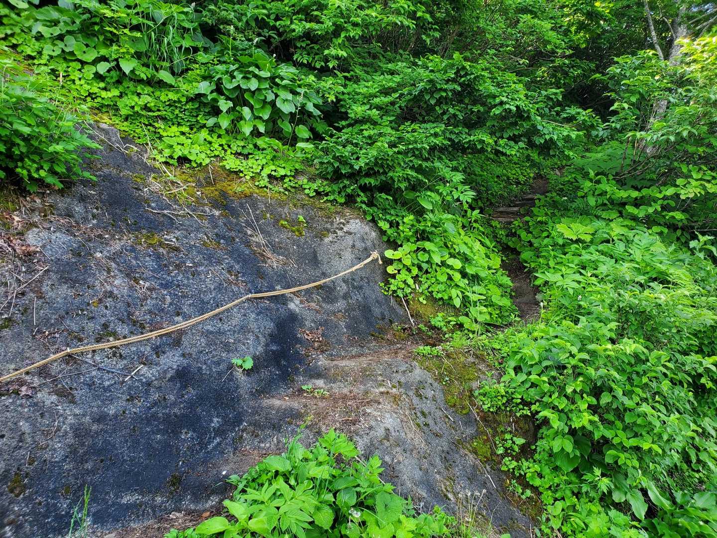 8合目登山口-白木峰-浮島の池 周回コースの写真