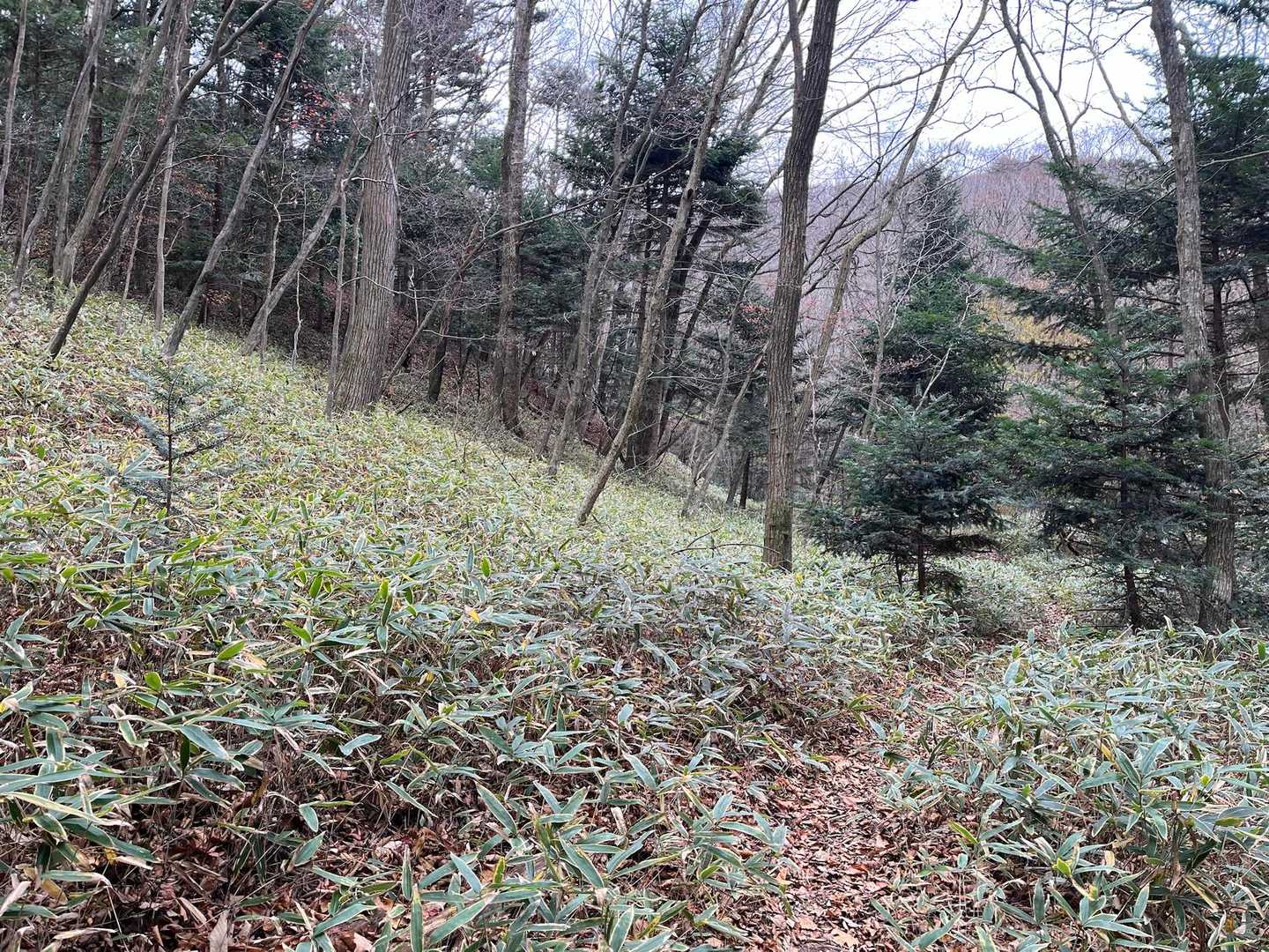 一瞬八ヶ岳を思い出す