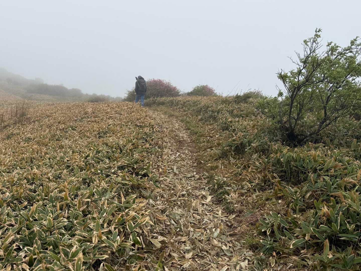 登山道の笹が綺麗に刈られていてとっても歩きやすいのです🚶‍♀️🚶‍♂️
有り難い事ですね‼️
