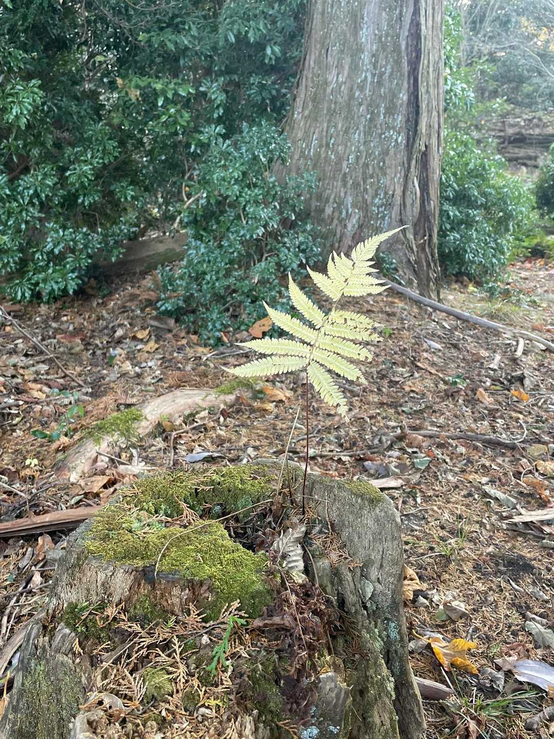 かわいい葉っぱ🌿