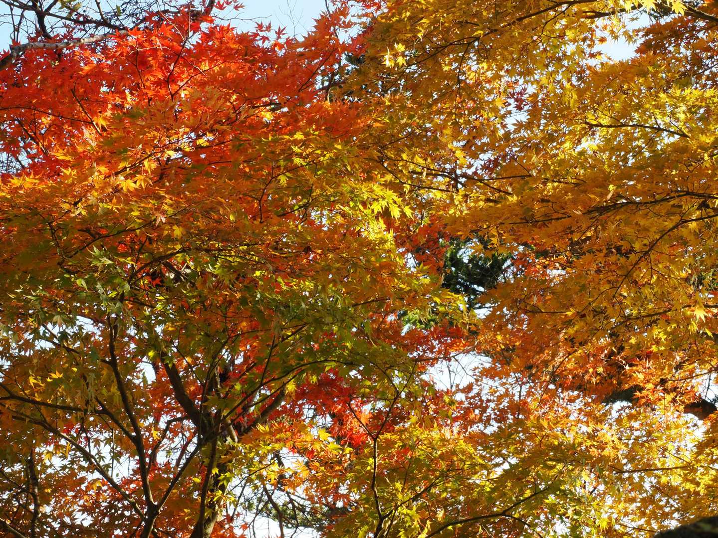 大山ケーブルバス停-大山寺-頂上登山口-大山-大山ケーブル 縦走コースの写真