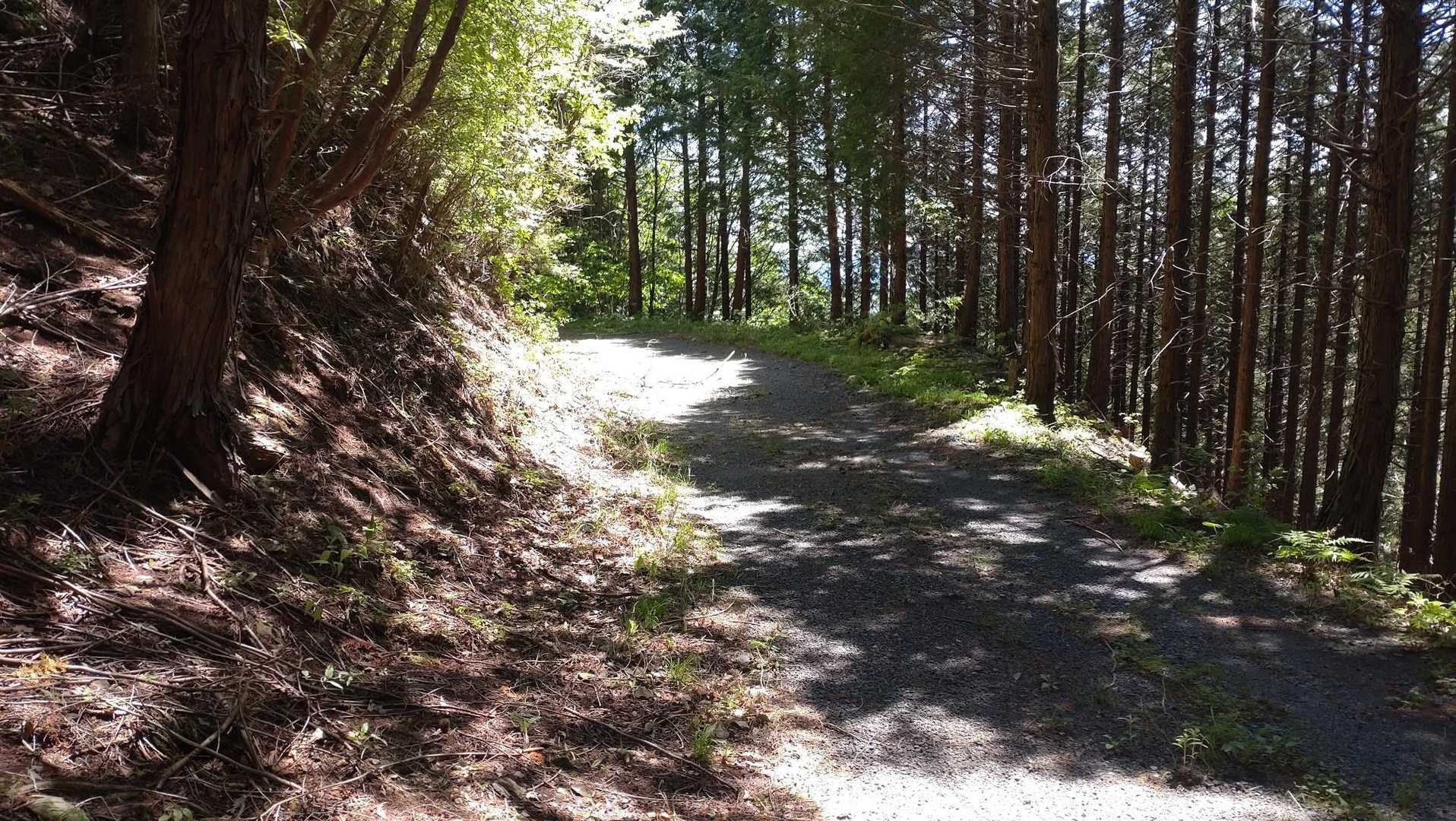 暫く林道歩き🚶