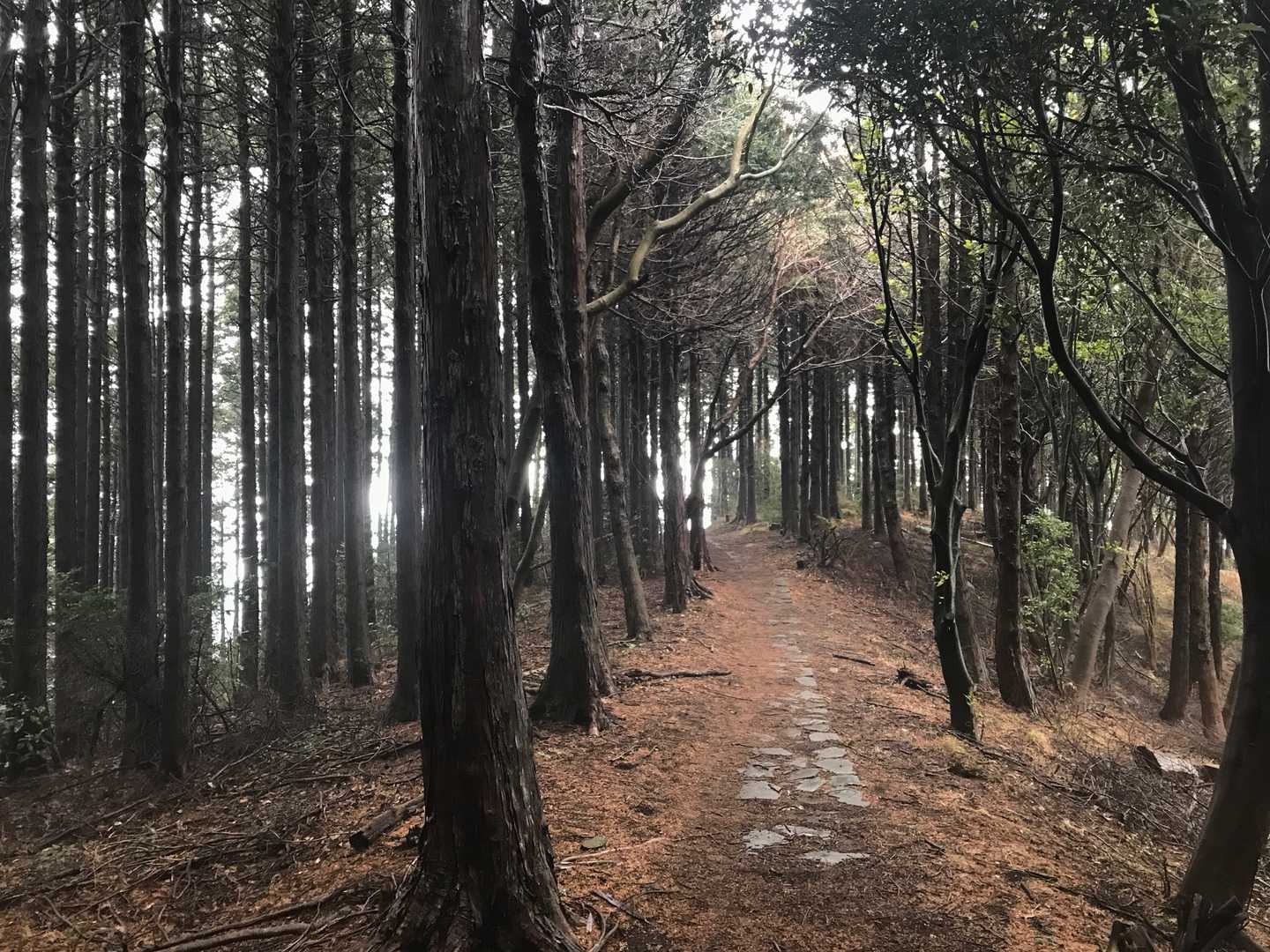 終始なだらかな道が山頂まで続きます