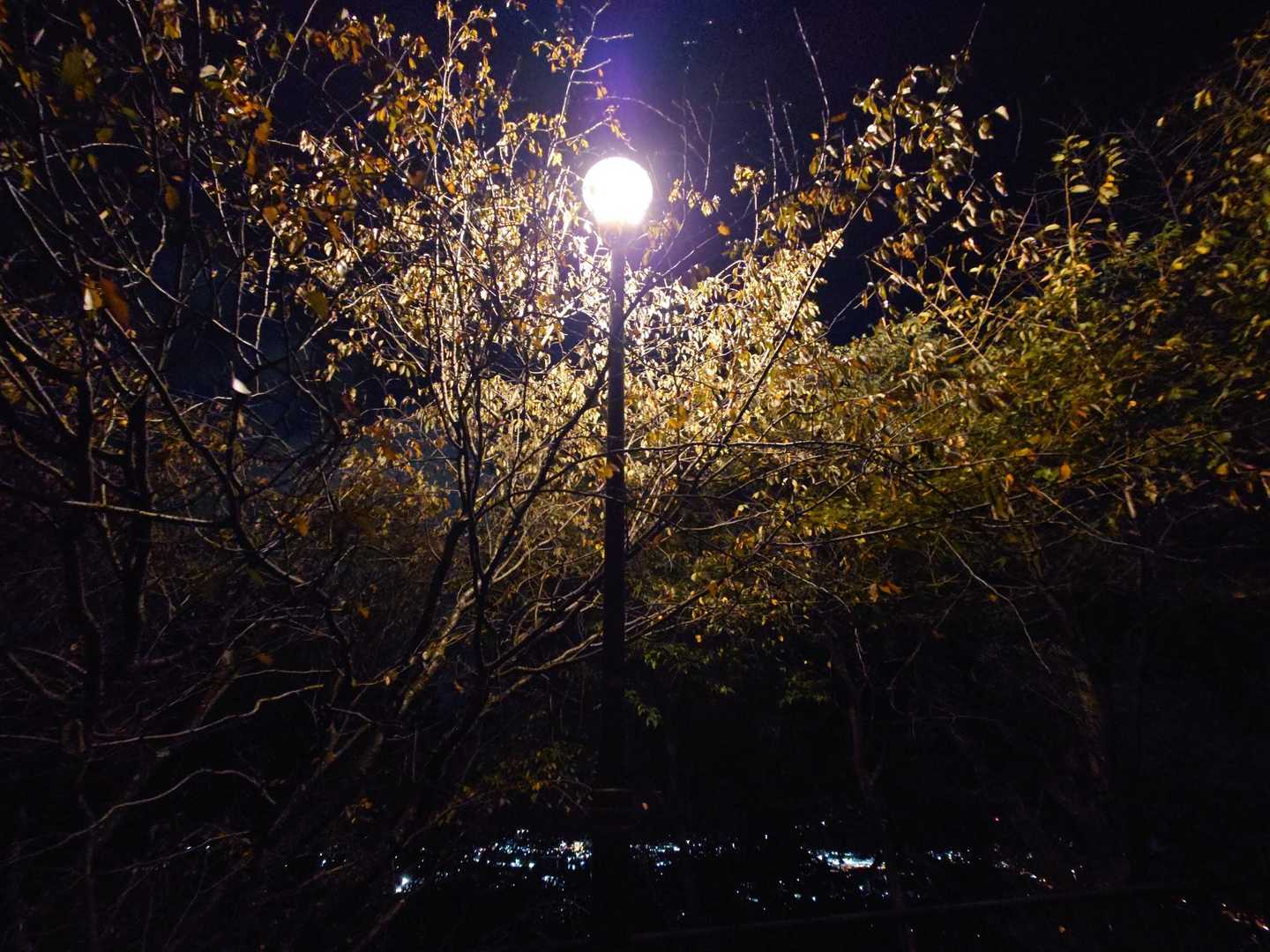 黄金山 往復コースの写真