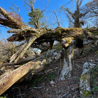 趣がありますね～