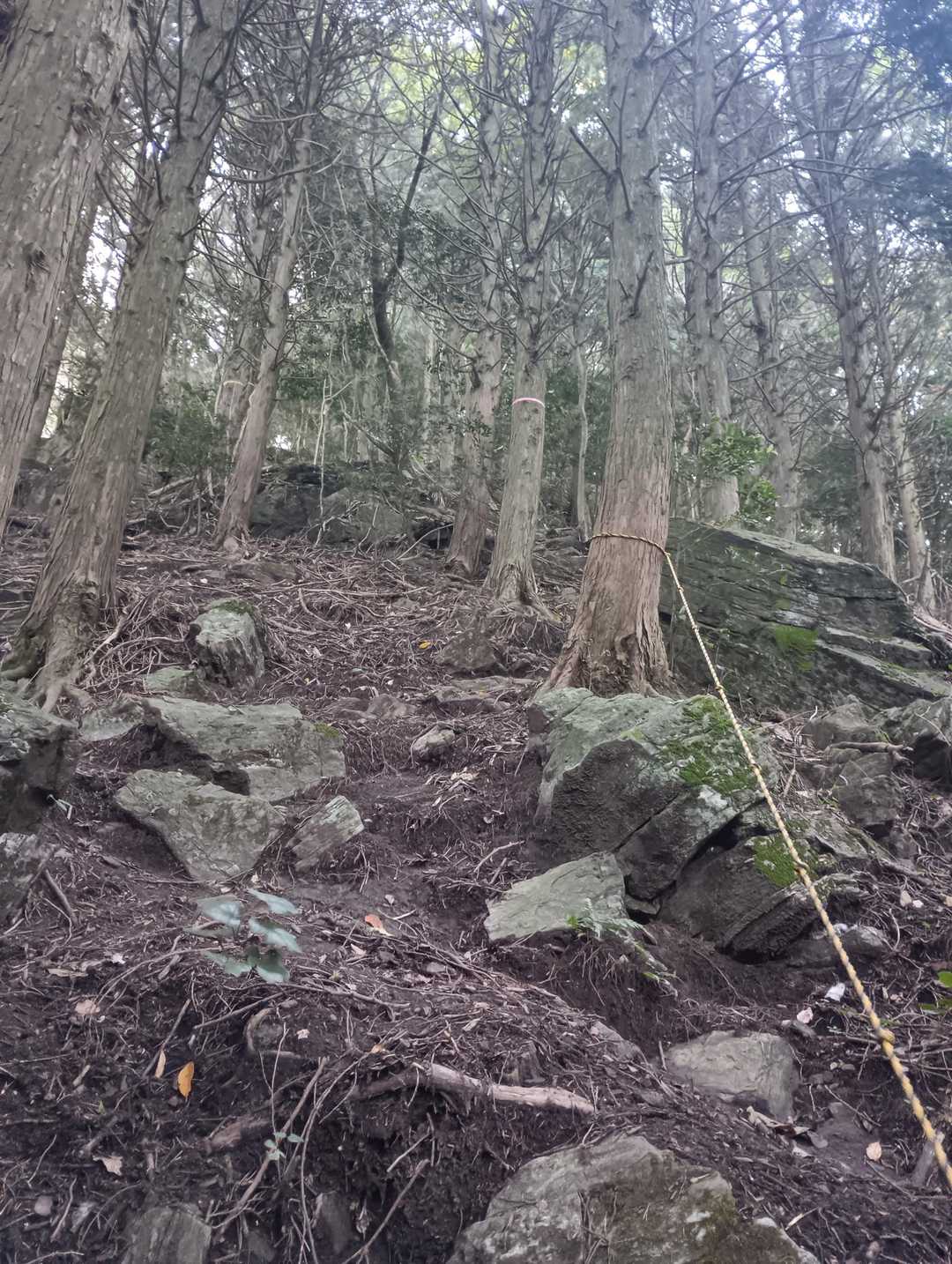 ここの登り急すぎ