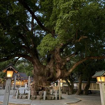 すごいPower🌳を感じます✨👽✨