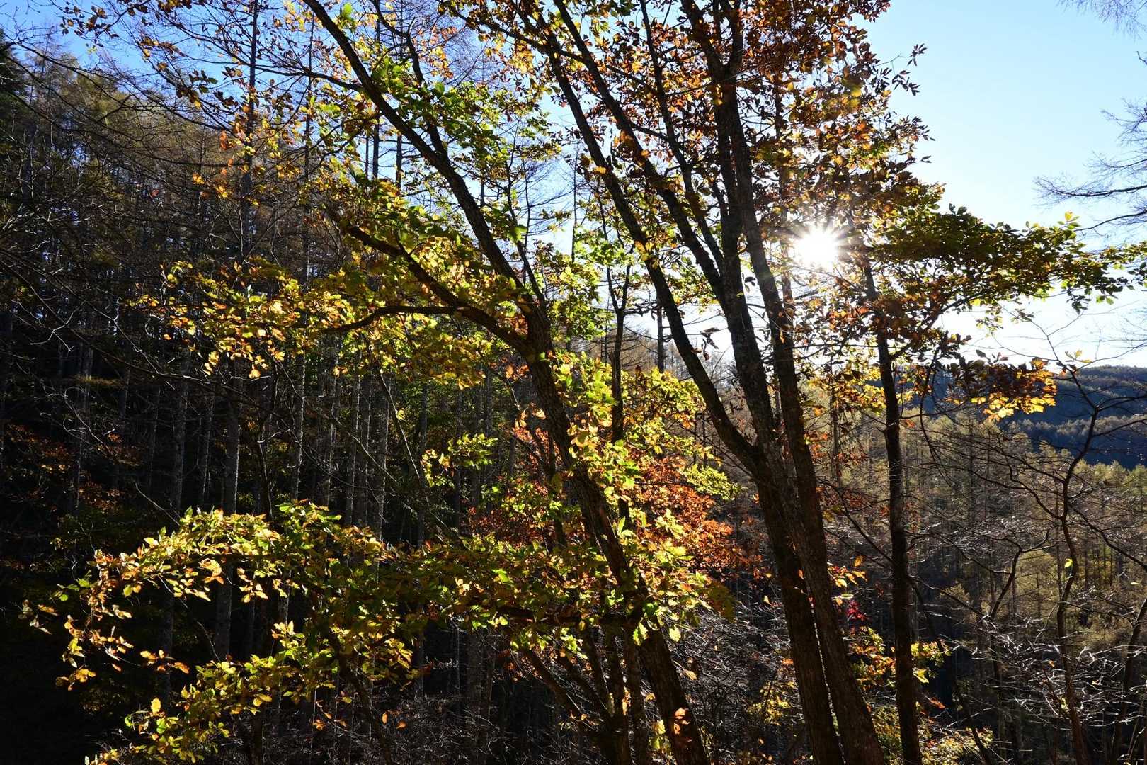焼山峠-小楢山-小楢峠-大沢ノ頭-妙見山-妙見山-鼓川バス 縦走コースの写真