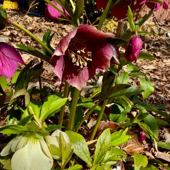 クリスマスローズ
人が住まなくなると荒れるんよなぁ…