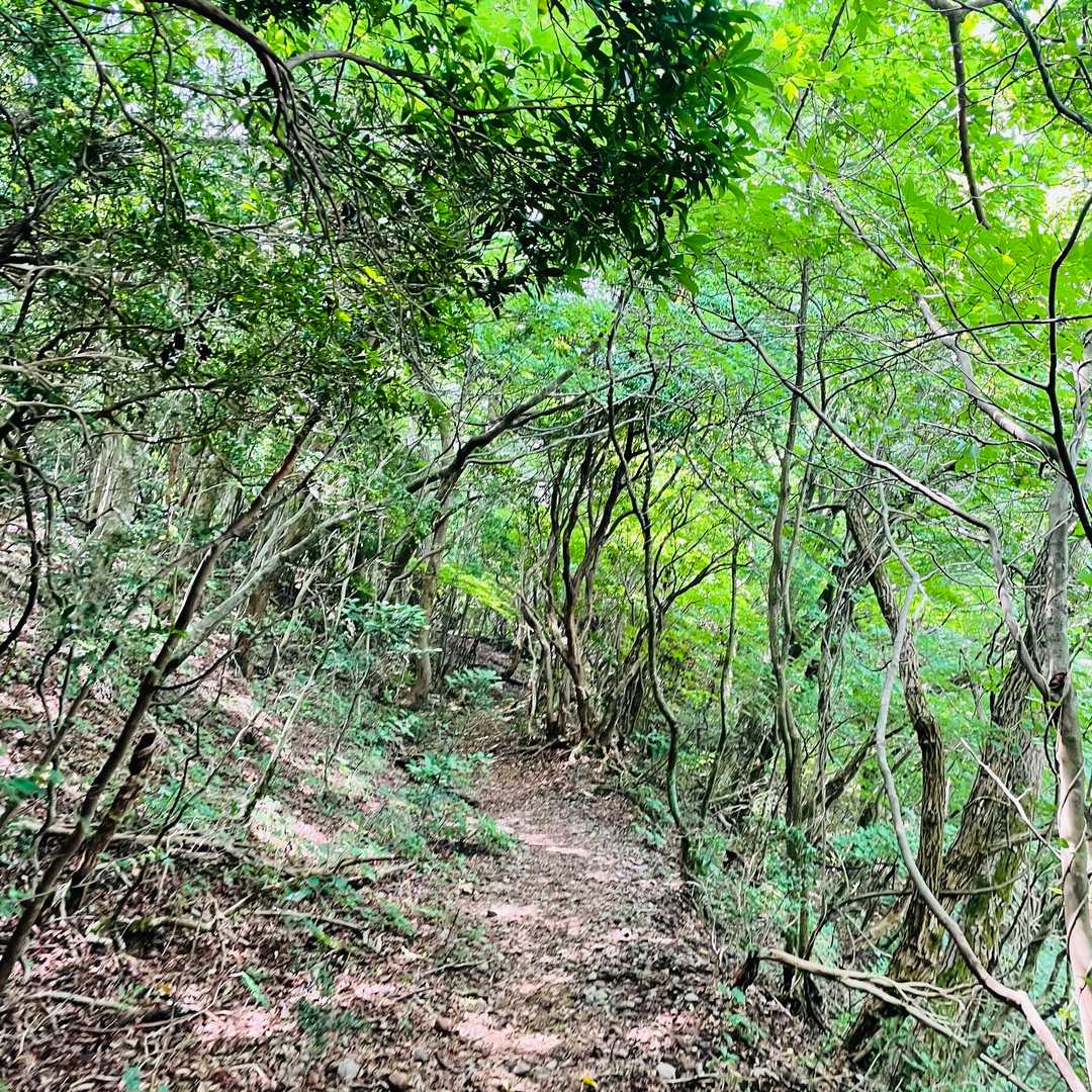 いつもは走るとこも歩くとなんか違う景色