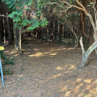 少し判り難い分岐
木のトンネルを行きます
