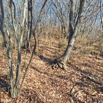 ほどよい勾配の登りをゆっくり進みます…。