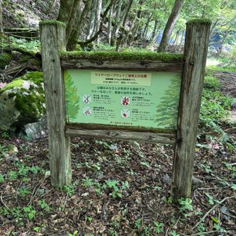 え，ゴンドラは人が乗るものじゃないの？