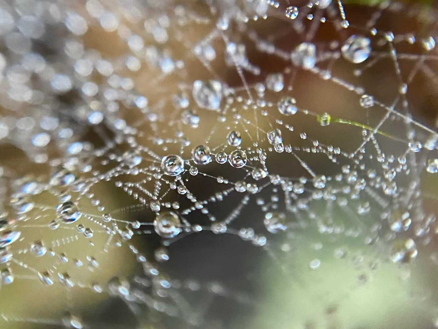 今日はキッコウハグマ💠も目的なんですが…全然見つからない〜🙅
でも蜘蛛の巣🕸️アートは沢山見ました〜🤣