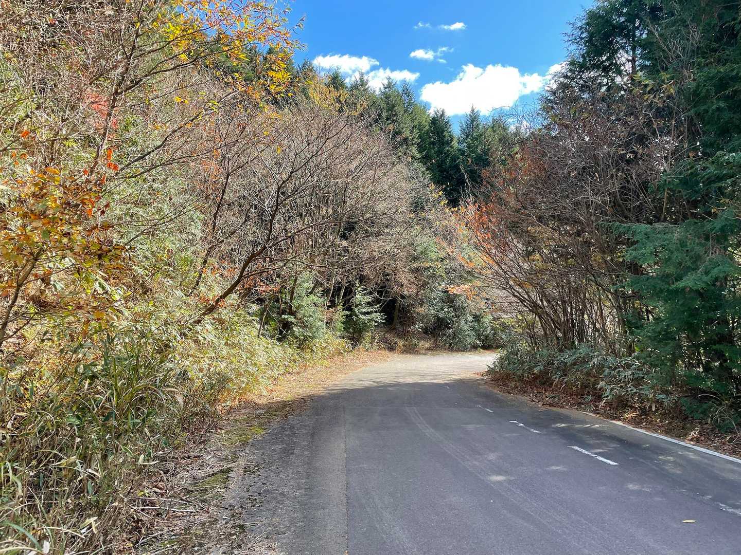 舗装道路でも紅葉が楽しめれば良いかと思って周回ルートにしましたが、紅葉、終わってました（涙）